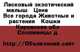 Ласковый экзотический малыш › Цена ­ 25 000 - Все города Животные и растения » Кошки   . Кировская обл.,Соломинцы д.